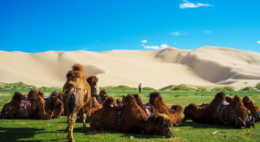 GOBI TOUR